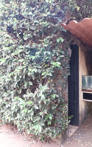 Casa para alugar com 300m², 3 quartos e 6 vagasSauna