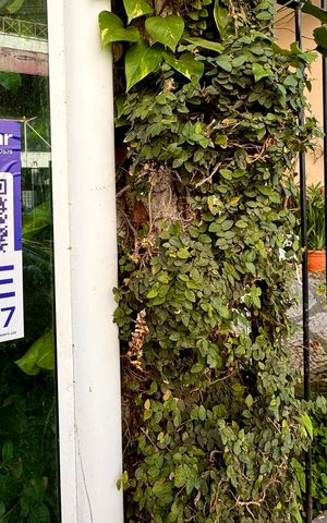 Apartamento à venda com 115m², 3 quartos e 1 vaga