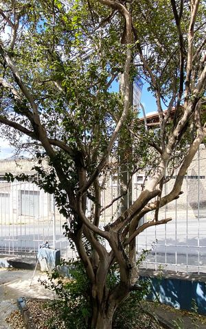 Casa à venda com 97m², 3 quartos e 3 vagasQuintal