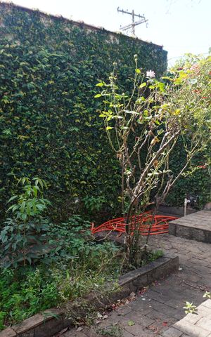 Casa para alugar com 600m², 3 quartos e sem vagaQuintal