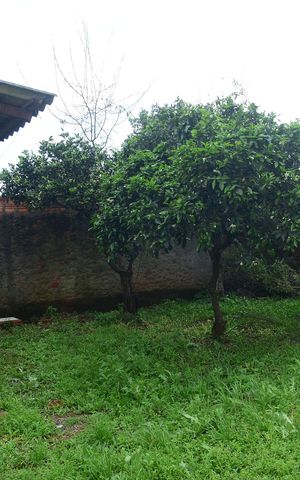 Casa para alugar com 42m², 2 quartos e 4 vagasPátio nos fundos
