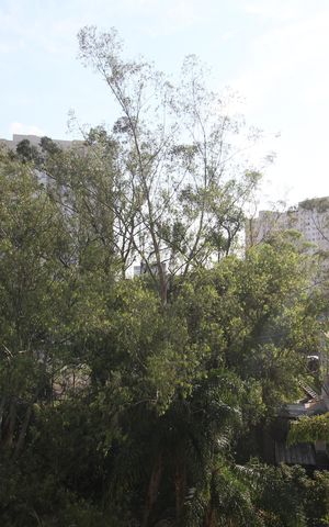 Apartamento para alugar com 47m², 2 quartos e 1 vagaVista da Varanda