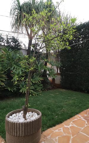 Casa para alugar com 250m², 4 quartos e 2 vagasJardim