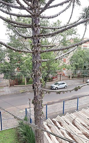 Apartamento para alugar com 77m², 3 quartos e sem vagaVista do Quarto 1
