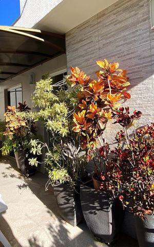 Apartamento à venda com 300m², 3 quartos e 2 vagas
