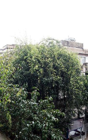 Apartamento para alugar com 80m², 3 quartos e sem vagaQuarto 3 Vista