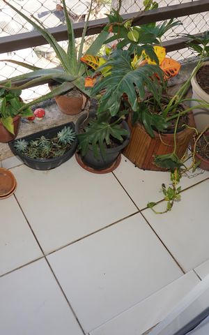 Apartamento para alugar com 50m², 2 quartos e 2 vagasVaranda da Sala