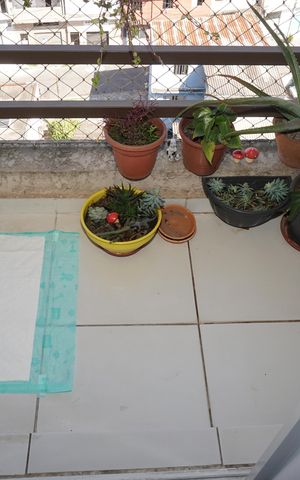 Apartamento para alugar com 50m², 2 quartos e 2 vagasVaranda da Sala