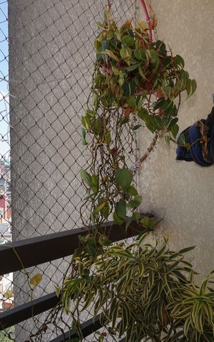 Apartamento para alugar com 50m², 2 quartos e 2 vagasVaranda da Sala