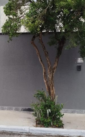 Apartamento para alugar com 45m², 2 quartos e sem vagaFachada + Placa