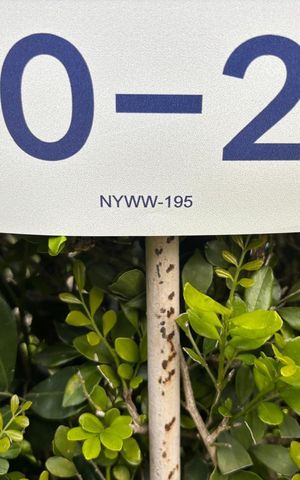Apartamento para alugar com 53m², 2 quartos e 1 vaga Apartamento para alugar com 53m², 2 quartos e 1 vagaPlaquinha Instalada código NYWW-195