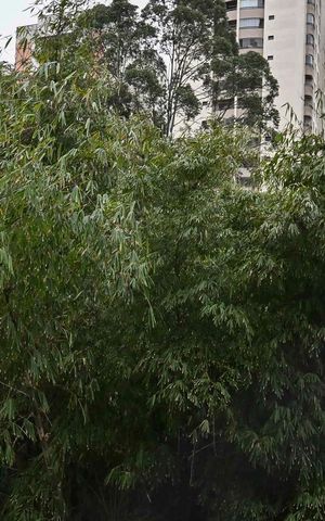 Apartamento para alugar com 76m², 2 quartos e 1 vagaVista do Quarto 2