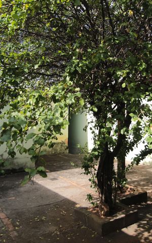 Casa para alugar com 264m², 3 quartos e 4 vagasQuintal
