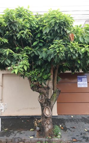 Casa para alugar com 330m², 4 quartos e 2 vagasPlaquinha