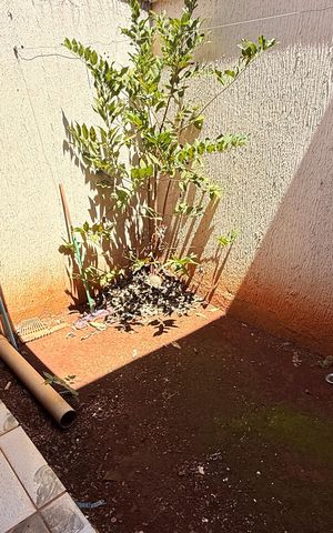Casa à venda com 700m², 12 quartos e 6 vagasQuintal