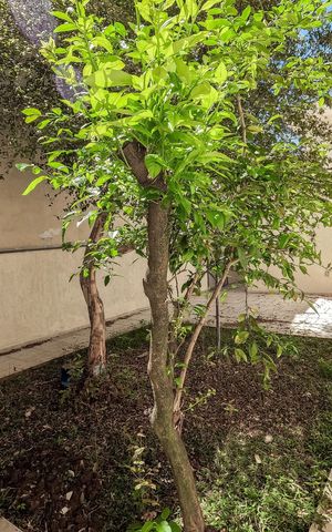 Casa à venda com 330m², 5 quartos e 4 vagas