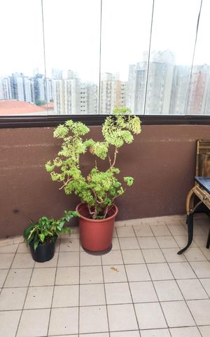 Apartamento para alugar com 80m², 2 quartos e 1 vagaVaranda