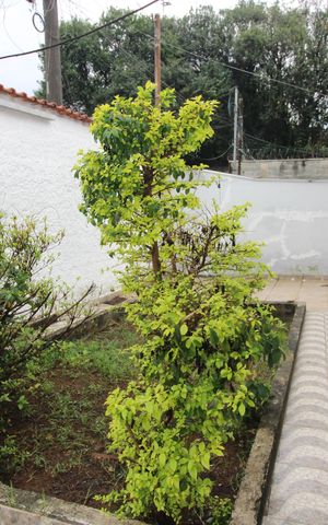 Casa para alugar com 90m², 4 quartos e 4 vagasJardim