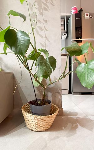 Apartamento para alugar com 43m², 2 quartos e 1 vaga Apartamento para alugar com 43m², 2 quartos e 1 vagaDetalhe