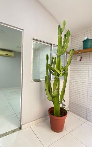 Apartamento para alugar com 75m², 2 quartos e sem vaga