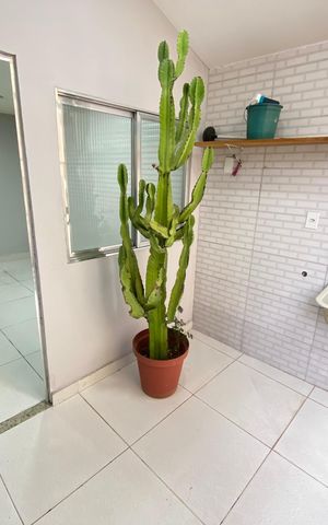 Apartamento para alugar com 75m², 2 quartos e sem vaga