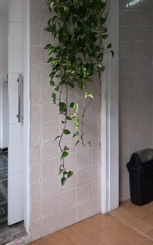 Apartamento para alugar com 68m², 1 quarto e 1 vagaÁrea de Serviço