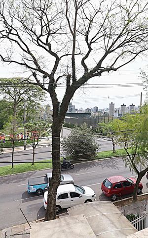 Apartamento para alugar com 59m², 2 quartos e 1 vagaVista da Sacada da Sala