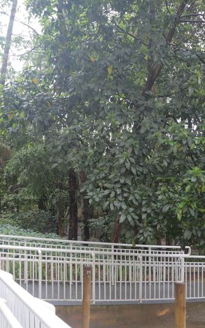 Apartamento à venda com 50m², 2 quartos e 1 vaga Apartamento à venda com 50m², 2 quartos e 1 vagaÁrea verde bosque