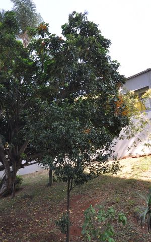 Apartamento para alugar com 67m², 2 quartos e 1 vagaPomar