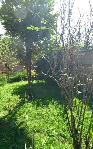 Casa à venda com 1000m², 2 quartos e 3 vagasJardim
