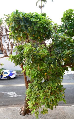 Casa para alugar com 900m², 4 quartos e sem vagaVista Quarto 1 