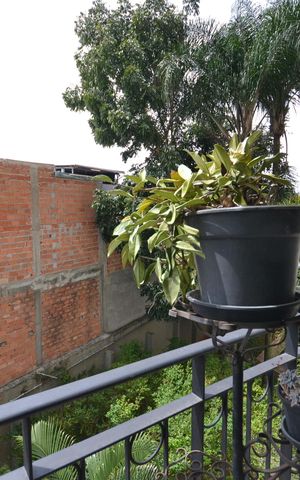 Apartamento à venda com 63m², 3 quartos e 1 vagaVaranda