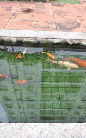 Apartamento para alugar com 92m², 3 quartos e 2 vagasTanque de peixes