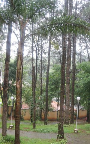 Apartamento para alugar com 51m², 2 quartos e 1 vaga Apartamento para alugar com 51m², 2 quartos e 1 vagaBosque