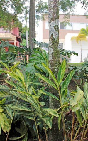 Casa de condomínio para alugar com 300m², 3 quartos e 2 vagasSuíte 2 Vista