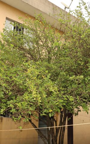Casa à venda com 150m², 5 quartos e 6 vagasÁrea externa