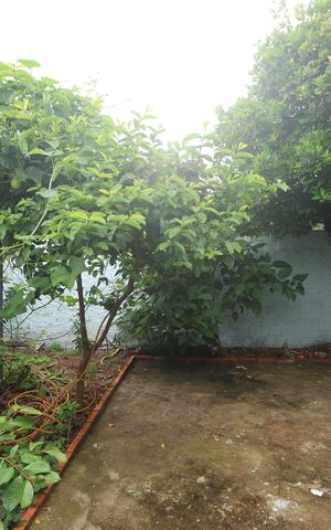 Casa para alugar com 80m², 3 quartos e 2 vagasÁrea comum