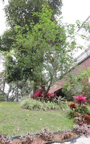 Apartamento para alugar com 72m², 2 quartos e 1 vagajardim