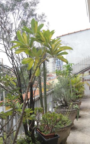 Casa à venda com 500m², 4 quartos e 6 vagas Casa à venda com 500m², 4 quartos e 6 vagasSacada do quarto 1