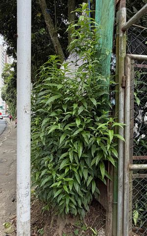 Casa para alugar com 95m², 2 quartos e 1 vagaPlaca instalada