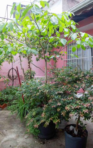 Casa à venda com 157m², 4 quartos e 2 vagasÁrea externa