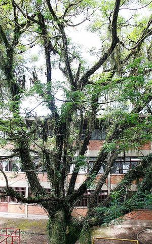 Apartamento à venda com 55m², 2 quartos e sem vagaSala Vista