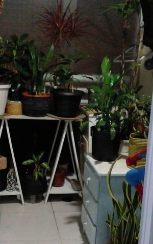 Apartamento para alugar com 50m², 2 quartos e 1 vaga Apartamento para alugar com 50m², 2 quartos e 1 vagaVaranda
