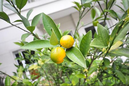 Apartamento para alugar com 60m², 1 quarto e 1 vagajardim