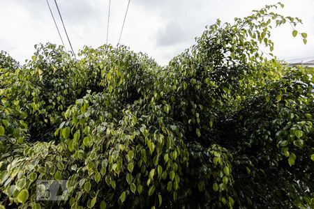 Apartamento para alugar com 80m², 3 quartos e sem vagaVaranda Quarto 2