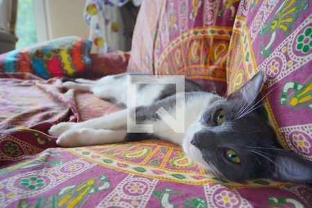 Sala - dono da Casa de casa à venda com 3 quartos, 352m² em Chácara das Pedras, Porto Alegre