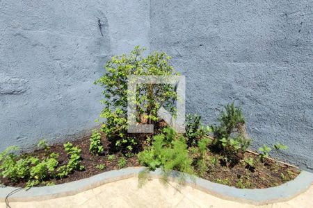 Quintal de casa para alugar com 2 quartos, 100m² em Vila Padre Manoel de Nóbrega, Campinas