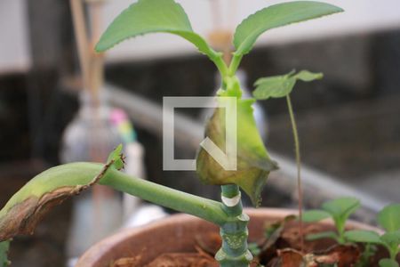 Casa para alugar com 417m², 3 quartos e 3 vagasLavabo