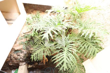 Casa para alugar com 385m², 4 quartos e 4 vagasNascente/Jardim