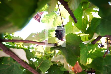 Casa à venda com 498m², 5 quartos e 8 vagas Casa à venda com 498m², 5 quartos e 8 vagasVinha